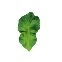 Kendall the kale natural teething toy - [product_vendor}
