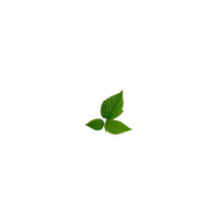 Raspberry leaf loose leaf tea | Love Tea