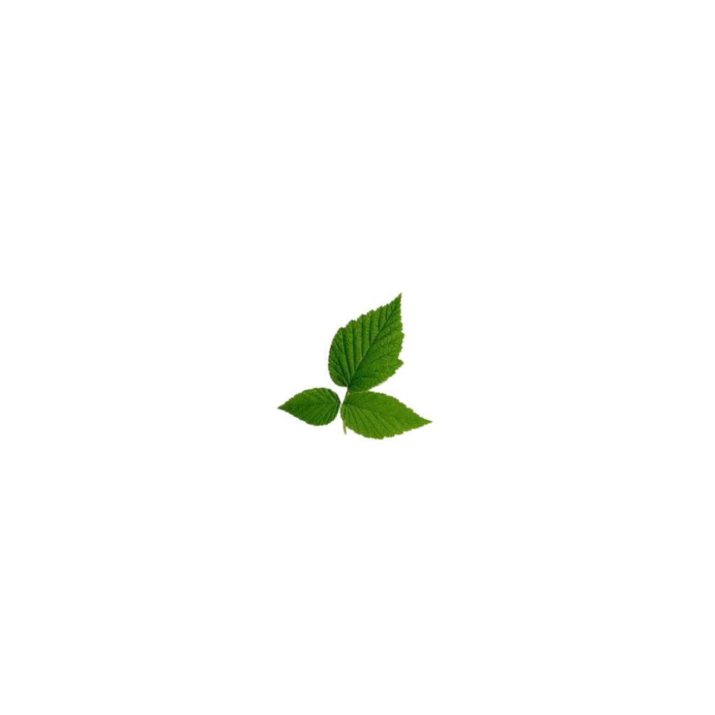 Raspberry leaf loose leaf tea | Love Tea